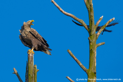 White-tailed eagle and crow
