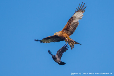 Crow chasing red kite with prey