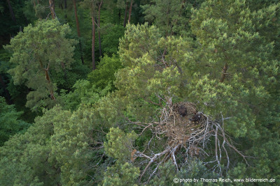White-tailed eagle nest on pine with young