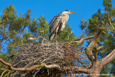 Grey Heron nest and chick