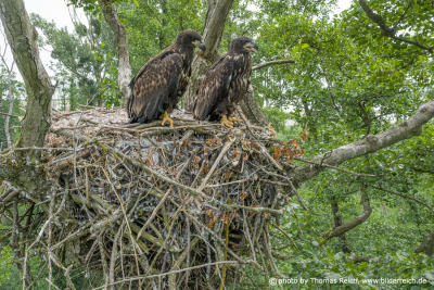 Young White-tailed Eagles sitting on nest