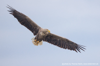 White-tailed eagle adult bird in sky