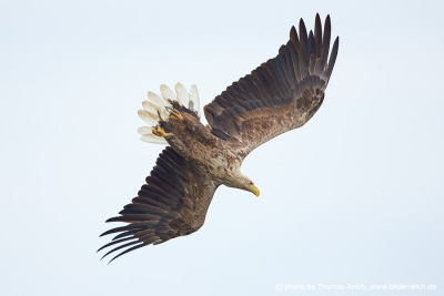 White-tailed sea eagle huge wing span