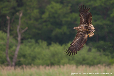 Flying young White tailed Sea Eagle