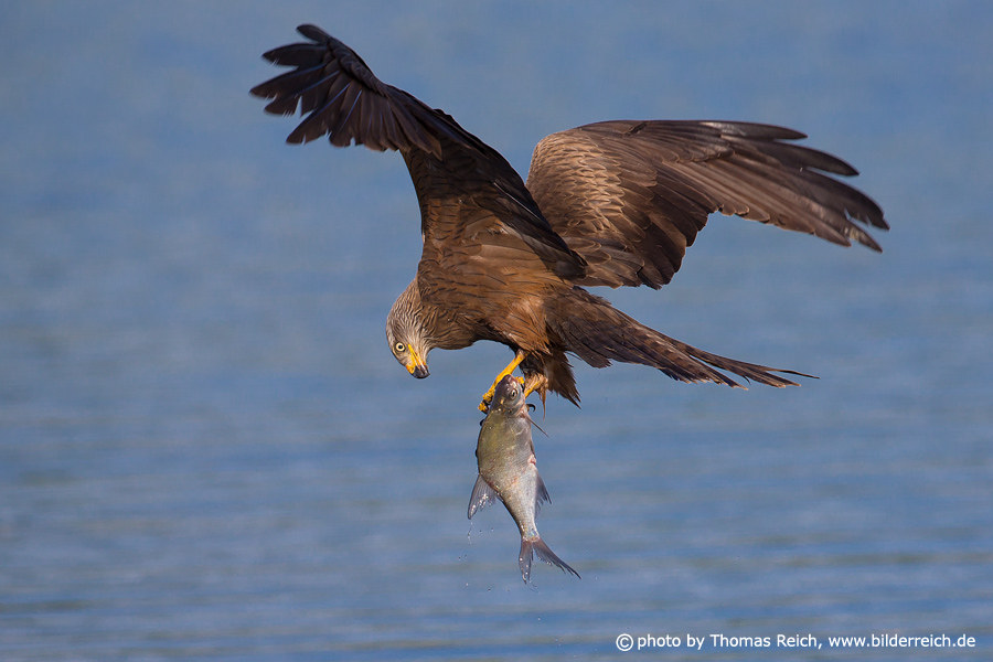 Black Kite with fish in talons