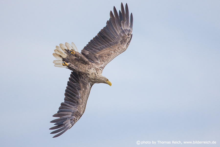 Fast flying swoop white-tailed eagle