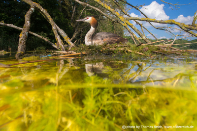 Great Crested Grebe breeding place
underwater view