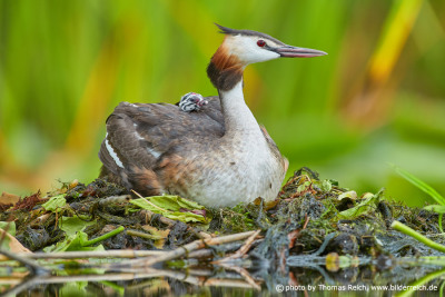 Great Crested Grebe sitting in nest with chick on back