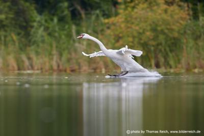 Swan landing with feet