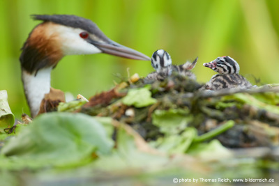 Great Crested Grebe babys