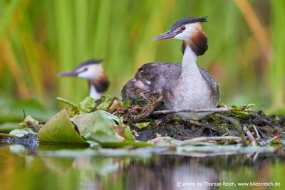 Great Crested Grebe couple at nest