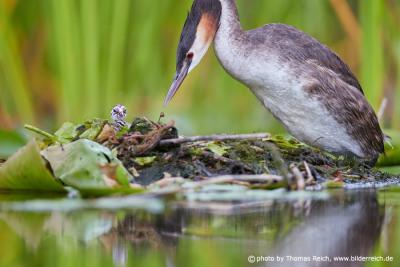Great Crested Grebe nest with chick