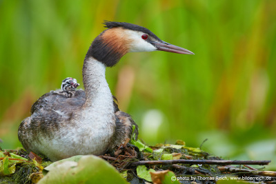 Great Crested Grebe with baby in plumage
