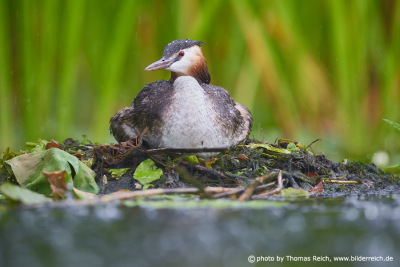 Great Crested Grebe sitting on nest and breeding