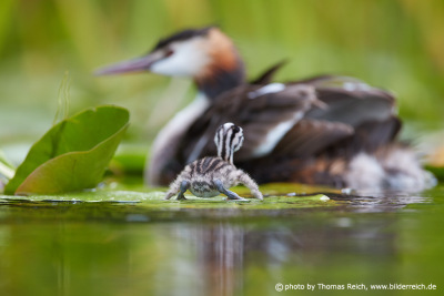 Great Crested Grebe chick sits on lily pad