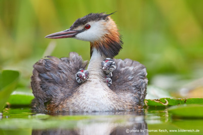 Great Crested Grebe with three chicks on back