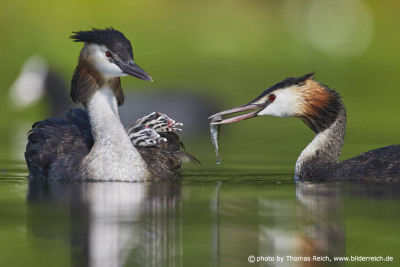 Great Crested Grebe feeds chicks with fish