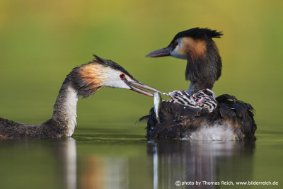 Great Crested Grebe raising up chicks