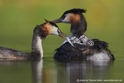 Great Crested Grebe feeds chicks