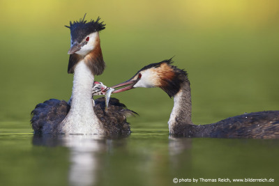 Great Crested Grebe chick eats fish