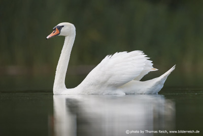 Swan swimms in water