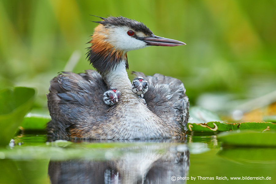 Great Crested Grebe chicks