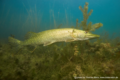 Northern pike in Germany