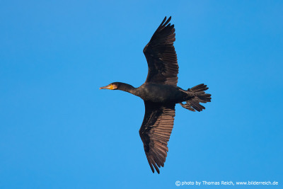 Cormorant flying in the sky