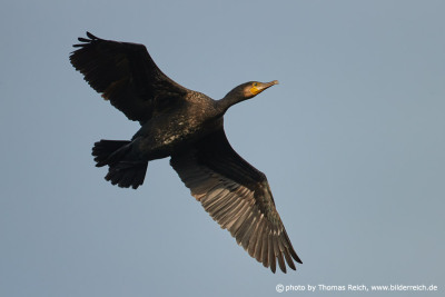 Black cormorant flying