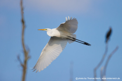 Great White Egret in Germany