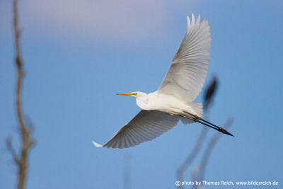 Great White Egret in flight from below