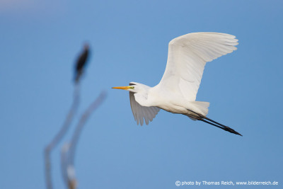 Great Egret neck