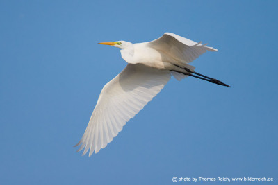 Great egret wingspan