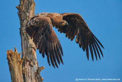 White-tailed Eagle second plumage