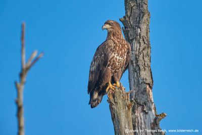 Young White-tailed Eagle sits on branch