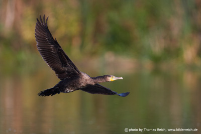 Great Cormorant flight image
