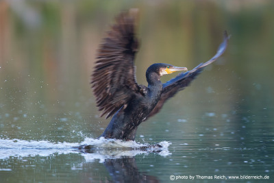 Cormorant landing in lake