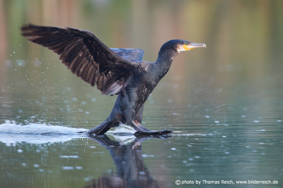 Great Cormorant landing in water