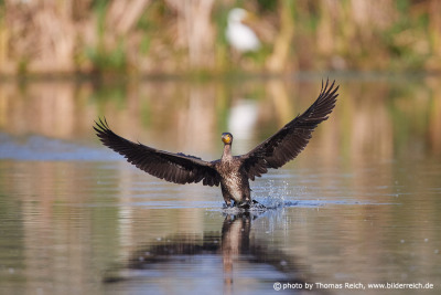 Cormorant lands in pond