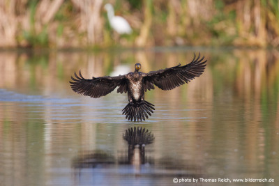 Cormorant lands in lake