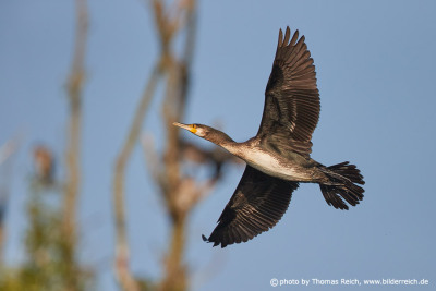 Great Cormorant flight pictures