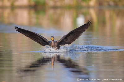 Cormorant flight landing