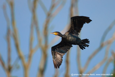Black Great Cormorant flying