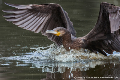 Cormorant birds lands in water