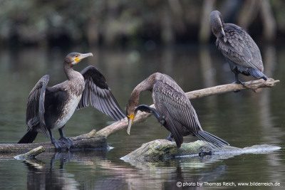 Cormorant cleaning plumage