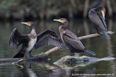 Cormorant dries wet wings