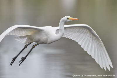 Great egret bird