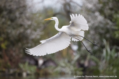 Flying Great egret