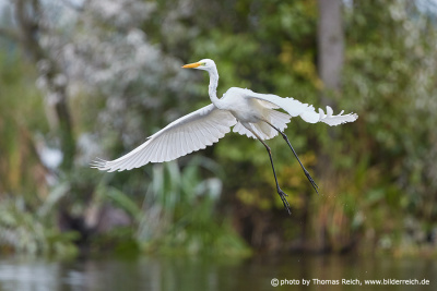 Great White Egret white plumage