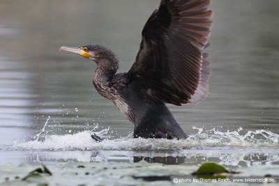 Cormorant lands on water after flight